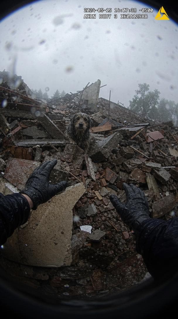 Animal Rescue video format